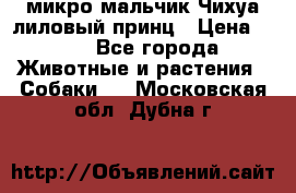 микро мальчик Чихуа лиловый принц › Цена ­ 90 - Все города Животные и растения » Собаки   . Московская обл.,Дубна г.